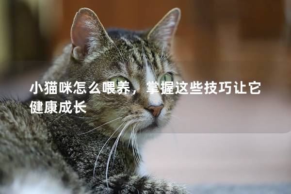 小猫咪怎么喂养，掌握这些技巧让它健康成长