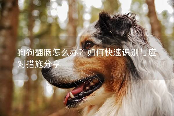 狗狗翻肠怎么办？如何快速识别与应对措施分享