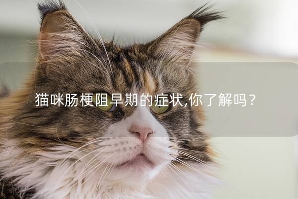 猫咪肠梗阻早期的症状,你了解吗？