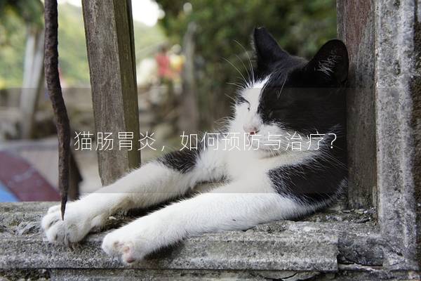 猫肠胃炎，如何预防与治疗？