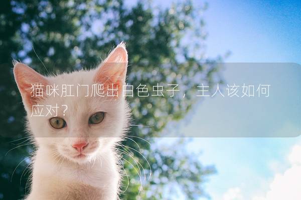 猫咪肛门爬出白色虫子，主人该如何应对？