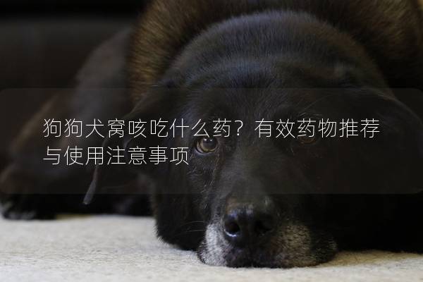 狗狗犬窝咳吃什么药？有效药物推荐与使用注意事项