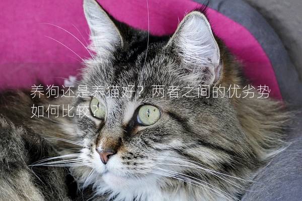 养狗还是养猫好？两者之间的优劣势如何比较？