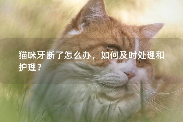 猫咪牙断了怎么办，如何及时处理和护理？