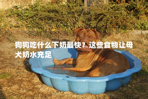 狗狗吃什么下奶最快？这些食物让母犬奶水充足