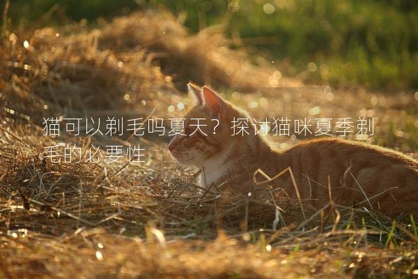 猫可以剃毛吗夏天？探讨猫咪夏季剃毛的必要性