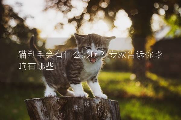 猫剃毛会有什么影响？专家告诉你影响有哪些!