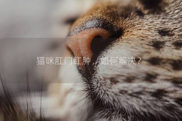 猫咪肛门红肿，如何解决？