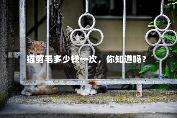 猫剪毛多少钱一次，你知道吗？