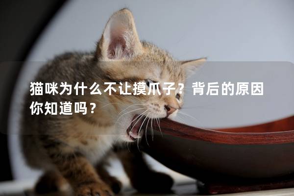 猫咪为什么不让摸爪子？背后的原因你知道吗？