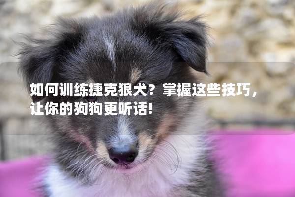 如何训练捷克狼犬？掌握这些技巧，让你的狗狗更听话!