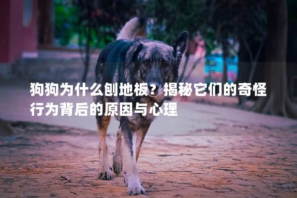 狗狗为什么刨地板？揭秘它们的奇怪行为背后的原因与心理