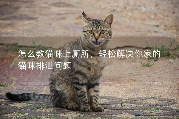 怎么教猫咪上厕所，轻松解决你家的猫咪排泄问题