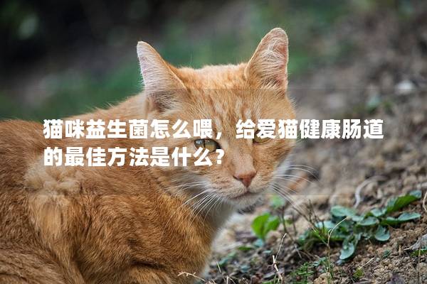 猫咪益生菌怎么喂，给爱猫健康肠道的最佳方法是什么？