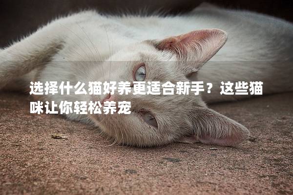 选择什么猫好养更适合新手？这些猫咪让你轻松养宠