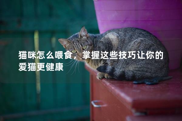 猫咪怎么喂食，掌握这些技巧让你的爱猫更健康