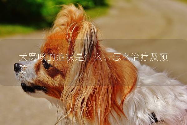 犬窝咳的症状是什么、怎么治疗及预防