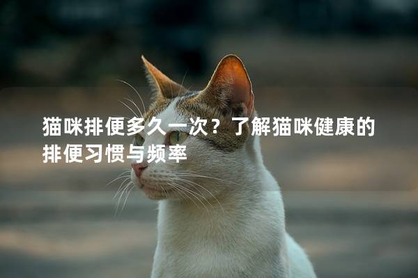 猫咪排便多久一次？了解猫咪健康的排便习惯与频率