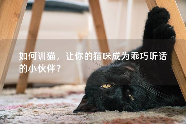 如何训猫，让你的猫咪成为乖巧听话的小伙伴？