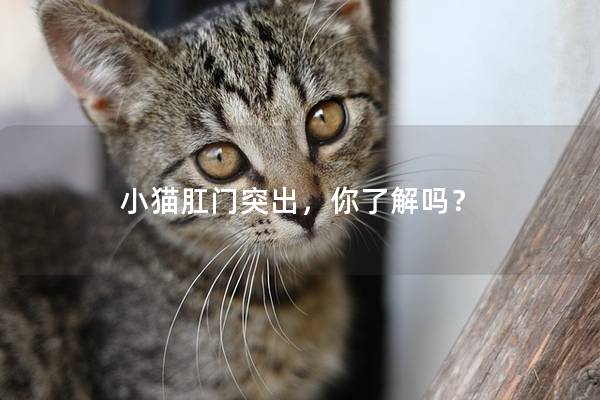 小猫肛门突出，你了解吗？