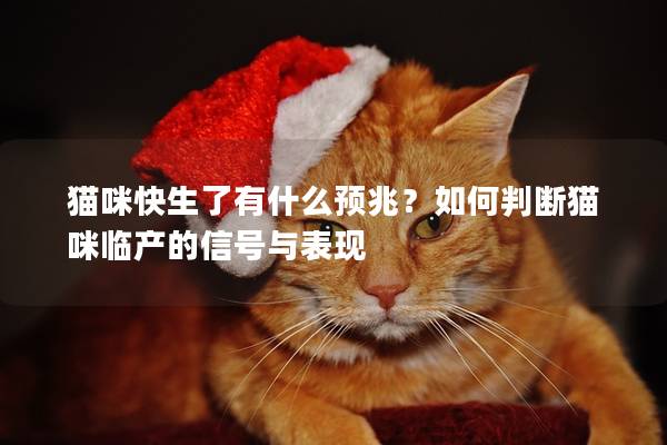 猫咪快生了有什么预兆？如何判断猫咪临产的信号与表现