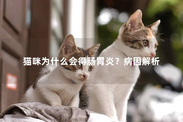 猫咪为什么会得肠胃炎？病因解析