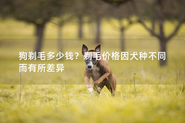 狗剃毛多少钱？剃毛价格因犬种不同而有所差异