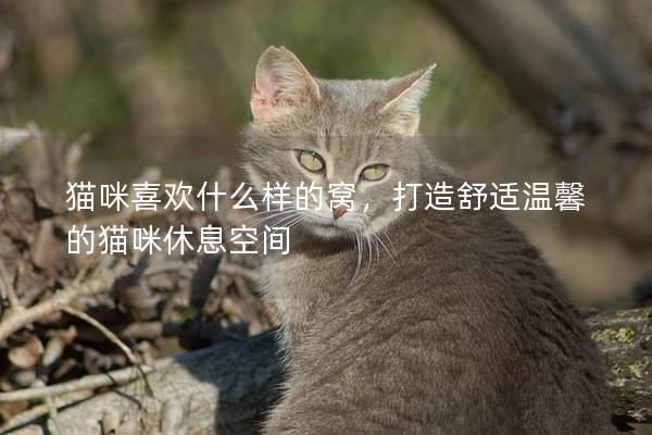 猫咪喜欢什么样的窝，打造舒适温馨的猫咪休息空间