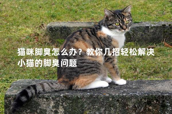 猫咪脚臭怎么办？教你几招轻松解决小猫的脚臭问题