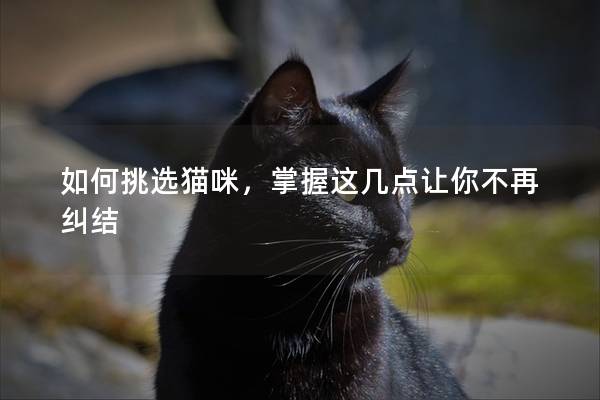 如何挑选猫咪，掌握这几点让你不再纠结