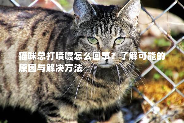 猫咪总打喷嚏怎么回事？了解可能的原因与解决方法