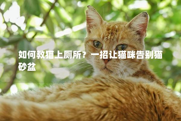 如何教猫上厕所？一招让猫咪告别猫砂盆