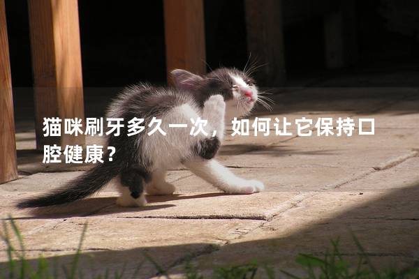 猫咪刷牙多久一次，如何让它保持口腔健康？