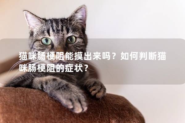 猫咪肠梗阻能摸出来吗？如何判断猫咪肠梗阻的症状？