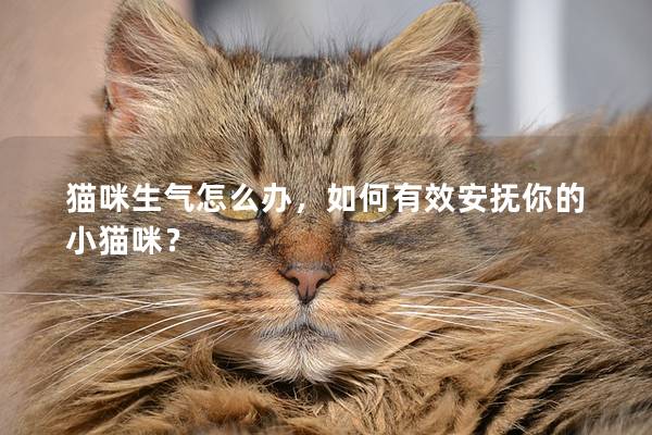 猫咪生气怎么办，如何有效安抚你的小猫咪？