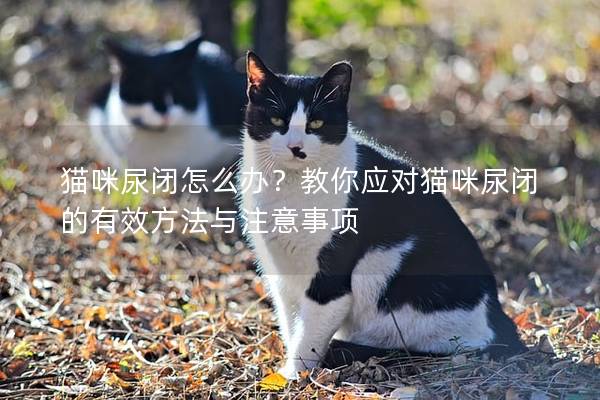 猫咪尿闭怎么办？教你应对猫咪尿闭的有效方法与注意事项