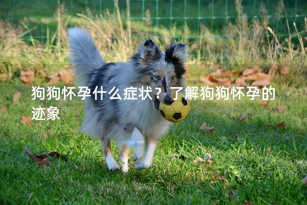 狗狗怀孕什么症状？了解狗狗怀孕的迹象