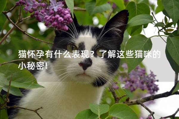 猫怀孕有什么表现？了解这些猫咪的小秘密!