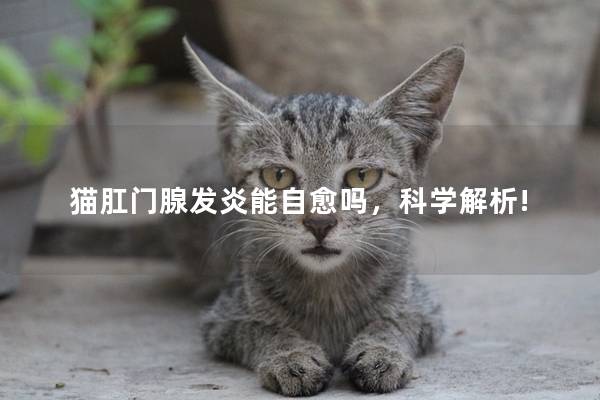 猫肛门腺发炎能自愈吗，科学解析!