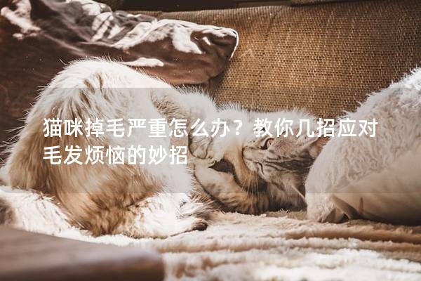 猫咪掉毛严重怎么办？教你几招应对毛发烦恼的妙招