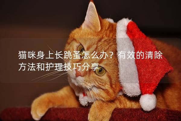 猫咪身上长跳蚤怎么办？有效的清除方法和护理技巧分享