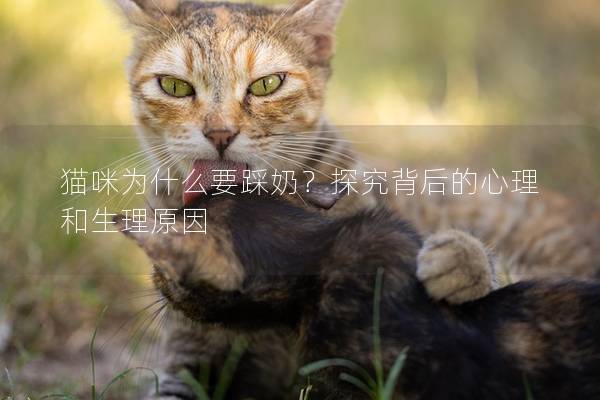 猫咪为什么要踩奶？探究背后的心理和生理原因