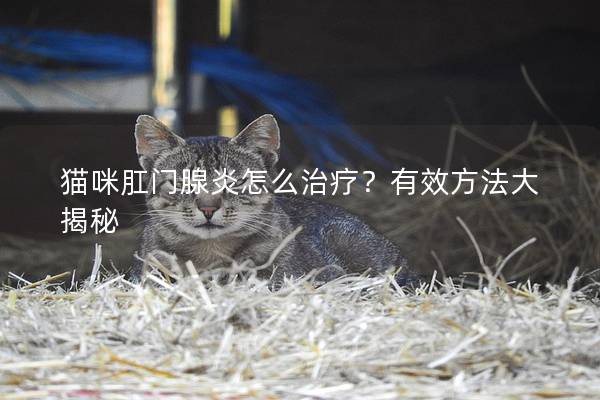 猫咪肛门腺炎怎么治疗？有效方法大揭秘