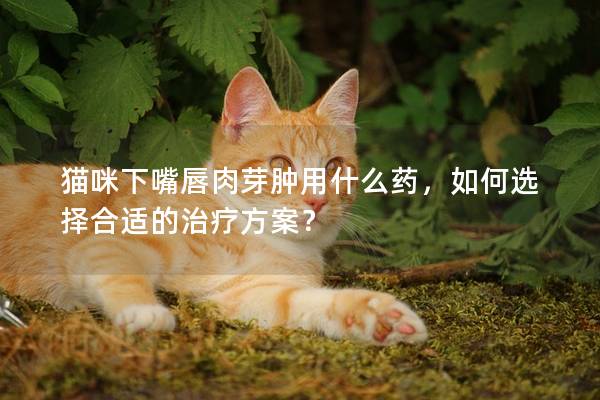 猫咪下嘴唇肉芽肿用什么药，如何选择合适的治疗方案？