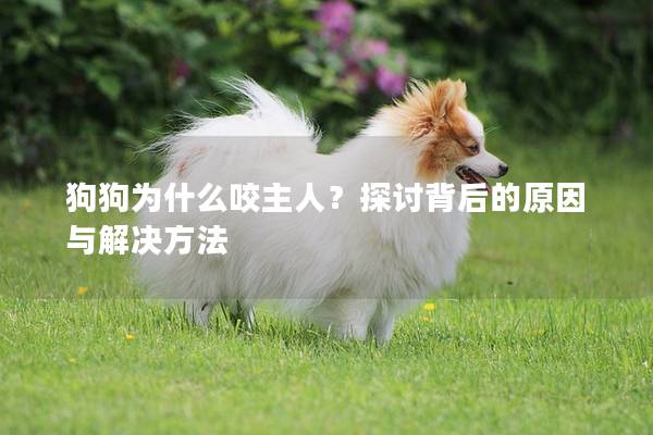 狗狗为什么咬主人？探讨背后的原因与解决方法