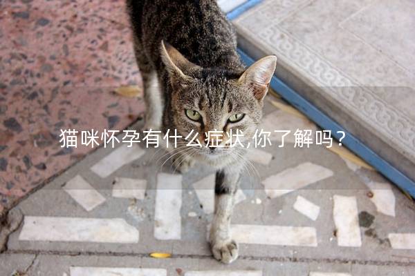 猫咪怀孕有什么症状,你了解吗？