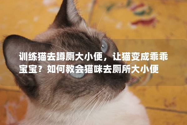 训练猫去蹲厕大小便，让猫变成乖乖宝宝？如何教会猫咪去厕所大小便