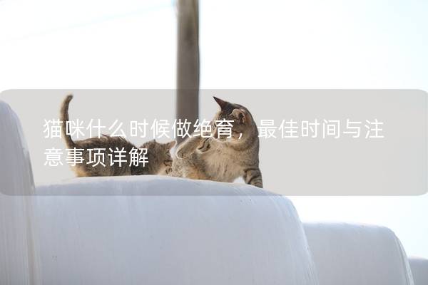 猫咪什么时候做绝育，最佳时间与注意事项详解