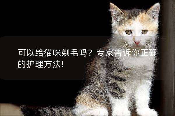 可以给猫咪剃毛吗？专家告诉你正确的护理方法!