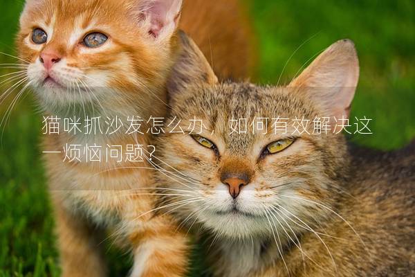 猫咪抓沙发怎么办，如何有效解决这一烦恼问题？